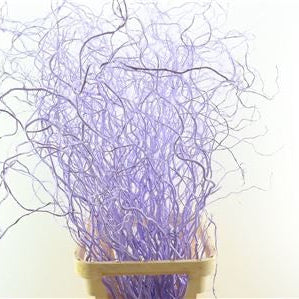 Salix 'Golden Curls' (Painted) Various Colours) 130cm (x50st)