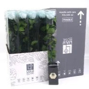 Rose (Single Stems) &#39;Preserved&#39; (DRY) 50cm (x1)