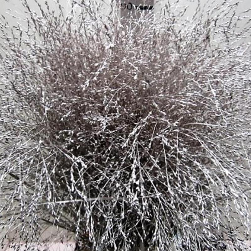 Grass 'Panicum' (Painted) (Fountain Grass) (Various Colours)