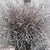 Grass 'Panicum' (Painted) (Fountain Grass) (Various Colours)