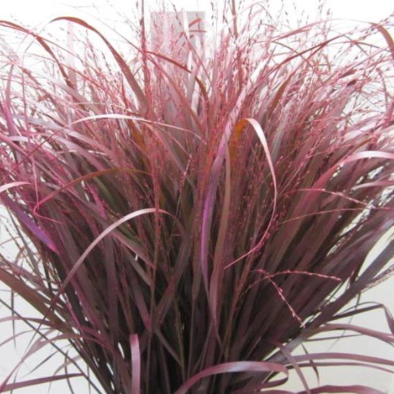 Grass 'Panicum' (Painted) (Fountain Grass) (Various Colours)