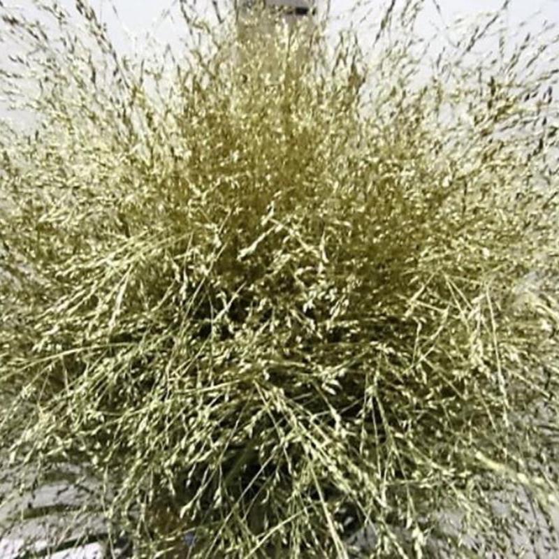 Grass 'Panicum' (Painted) (Fountain Grass) (Various Colours)