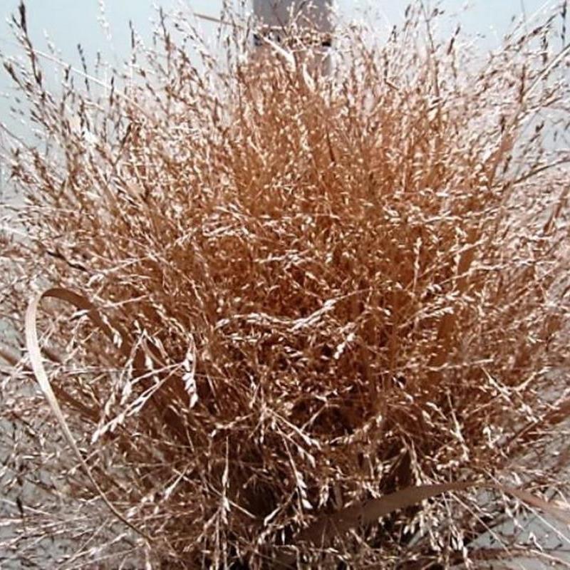 Grass &#39;Panicum&#39; (Painted) (Fountain Grass) (Various Colours)