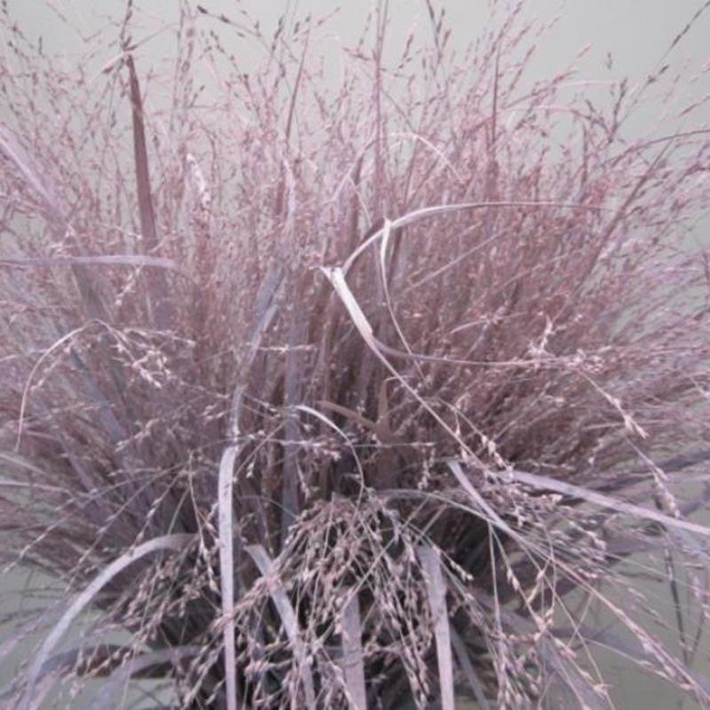 Grass 'Panicum' (Painted) (Fountain Grass) (Various Colours)