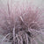 Grass 'Panicum' (Painted) (Fountain Grass) (Various Colours)