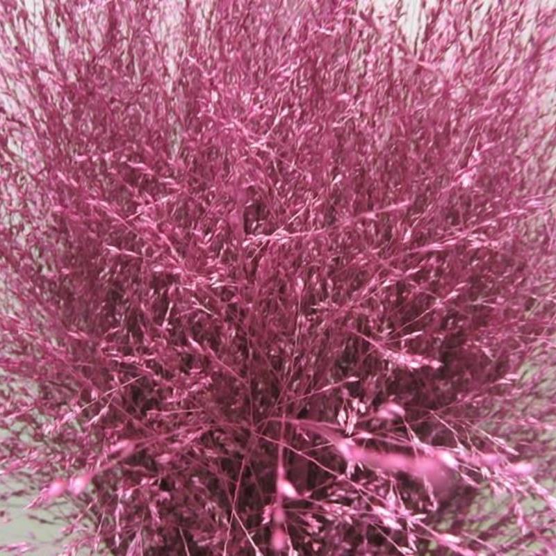 Grass 'Panicum' (Painted) (Fountain Grass) (Various Colours)