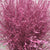 Grass 'Panicum' (Painted) (Fountain Grass) (Various Colours)