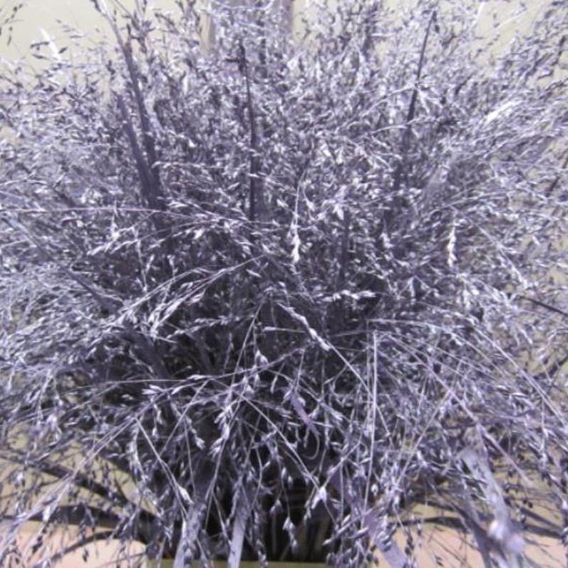 Grass 'Panicum' (Painted) (Fountain Grass) (Various Colours)