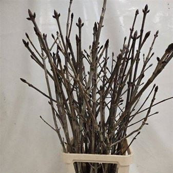 Chesnut 'Sticky Bud' (Horse Chestnut) 80-150cm (x10)