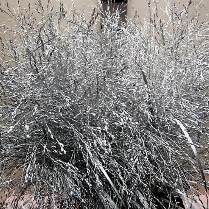 Grass 'Panicum' (Painted) (Fountain Grass) (Various Colours)