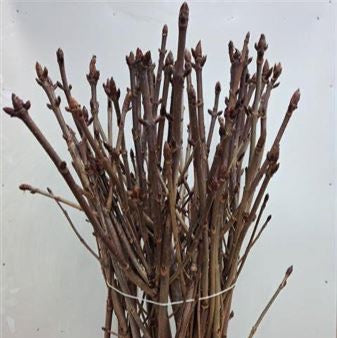 Chesnut 'Sticky Bud' (Horse Chestnut) 80-150cm (x10)