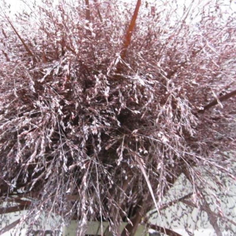 Grass 'Panicum' (Painted) (Fountain Grass) (Various Colours)