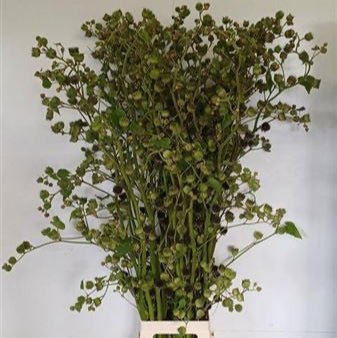 Lavatera 'Flower' (Stems) (Various Sizes)