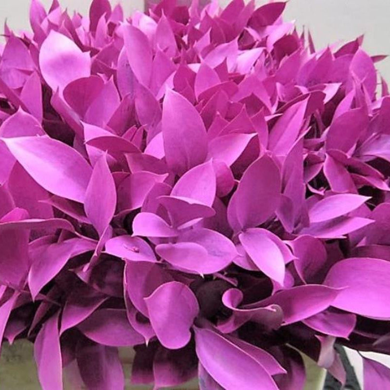 Ruscus 'Large Leaf' PAINTED (Various Colours)