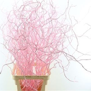 Salix 'Golden Curls' (Painted) Various Colours) 130cm (x50st)