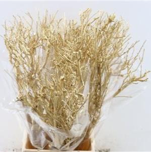 Tea Branch (Painted) DRY (Various Colours)