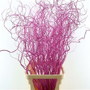 Salix 'Golden Curls' (Painted) Various Colours) 130cm (x50st)