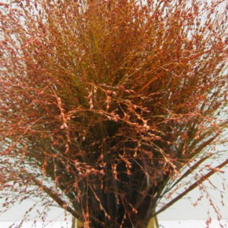 Grass 'Panicum' (Painted) (Fountain Grass) (Various Colours)