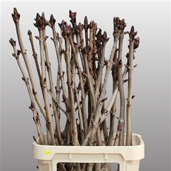 Chesnut 'Sticky Bud' (Horse Chestnut) 80-150cm (x10)