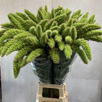 Setaria Italica 'Volle Melk' Grass (Various Lengths)