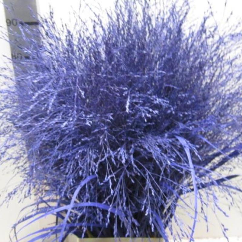 Grass 'Panicum' (Painted) (Fountain Grass) (Various Colours)