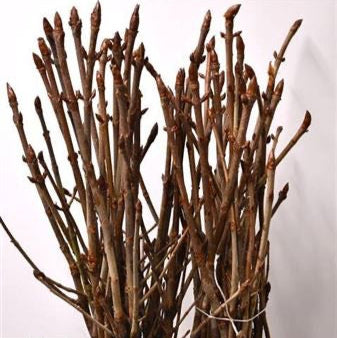 Chesnut 'Sticky Bud' (Horse Chestnut) 80-150cm (x10)