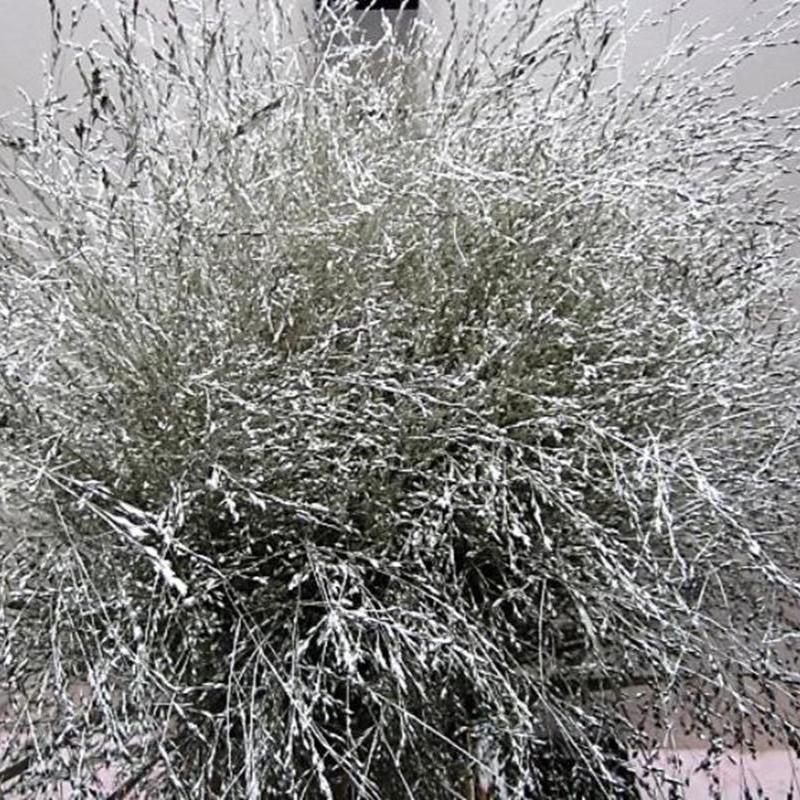 Grass 'Panicum' (Painted) (Fountain Grass) (Various Colours)