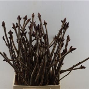 Chesnut 'Sticky Bud' (Horse Chestnut) 80-150cm (x10)