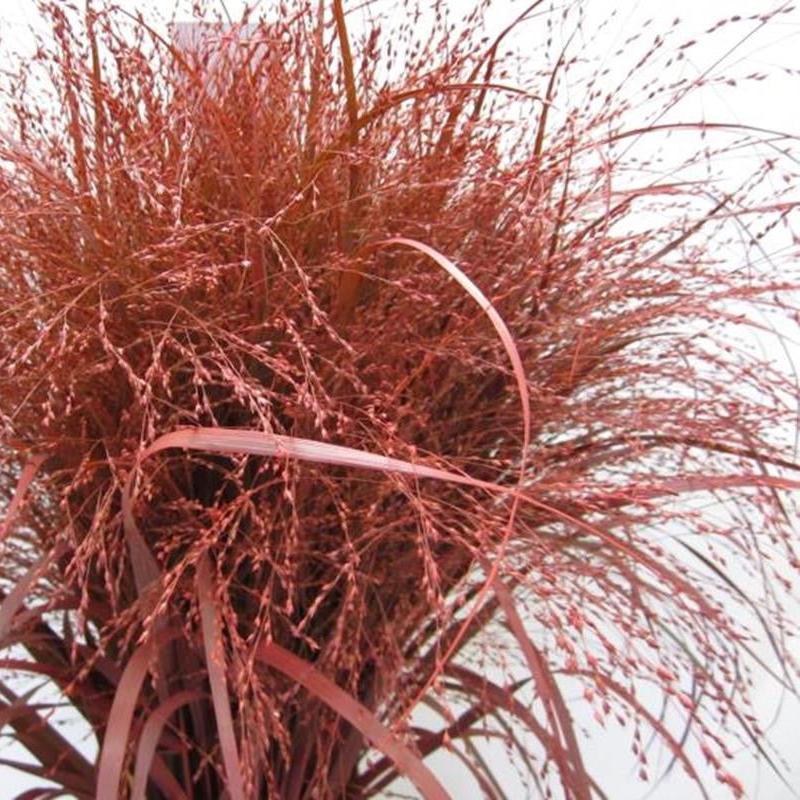 Grass 'Panicum' (Painted) (Fountain Grass) (Various Colours)