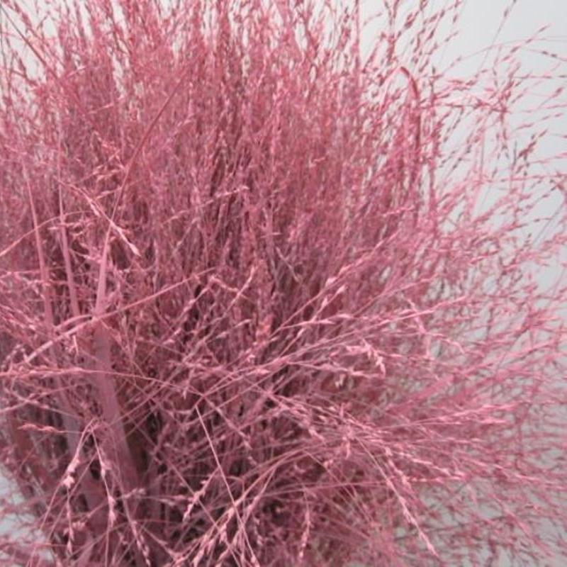 Grass 'Panicum' (Painted) (Fountain Grass) (Various Colours)