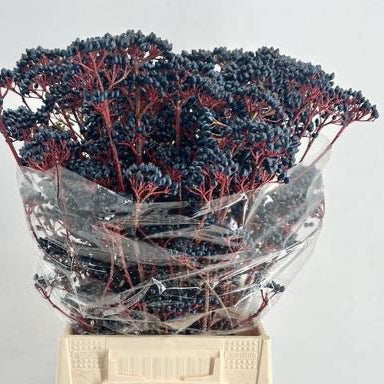 Viburnum 'Berried' (Cultivated) (Various Sizes)