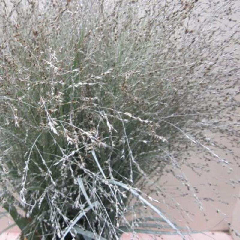 Grass 'Panicum' (Painted) (Fountain Grass) (Various Colours)