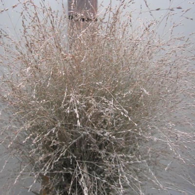 Grass 'Panicum' (Painted) (Fountain Grass) (Various Colours)