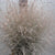 Grass 'Panicum' (Painted) (Fountain Grass) (Various Colours)