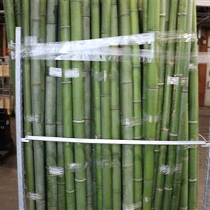 Bamboo &#39;Fresh&#39; (Natural) 6-8cm 200cm