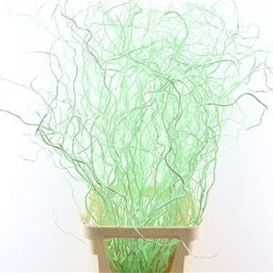 Salix 'Golden Curls' (Painted) Various Colours) 130cm (x50st)