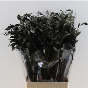 Grass 'Sea Oats' (Painted) (Various Colours) (x50)