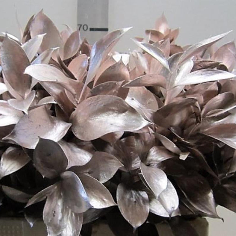 Ruscus 'Large Leaf' PAINTED (Various Colours)