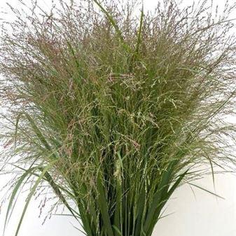 Grass &#39;Panicum&#39; (Thundercloud) (x10) (Various Sizes)