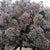 Skimmia (Painted) (Various Colours)