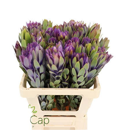 Leucadendron &#39;Nervosum&#39; (Coloured) (Various Lengths)