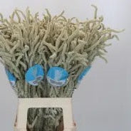 Amaranthus &#39;Yearming Desert&#39; (x25) (Various Lengths)
