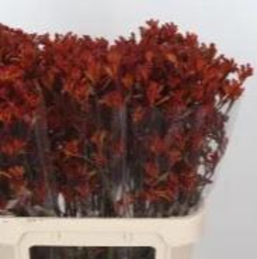 Kangaroo Paw &#39;Golden Girl&#39; (Various Lengths)