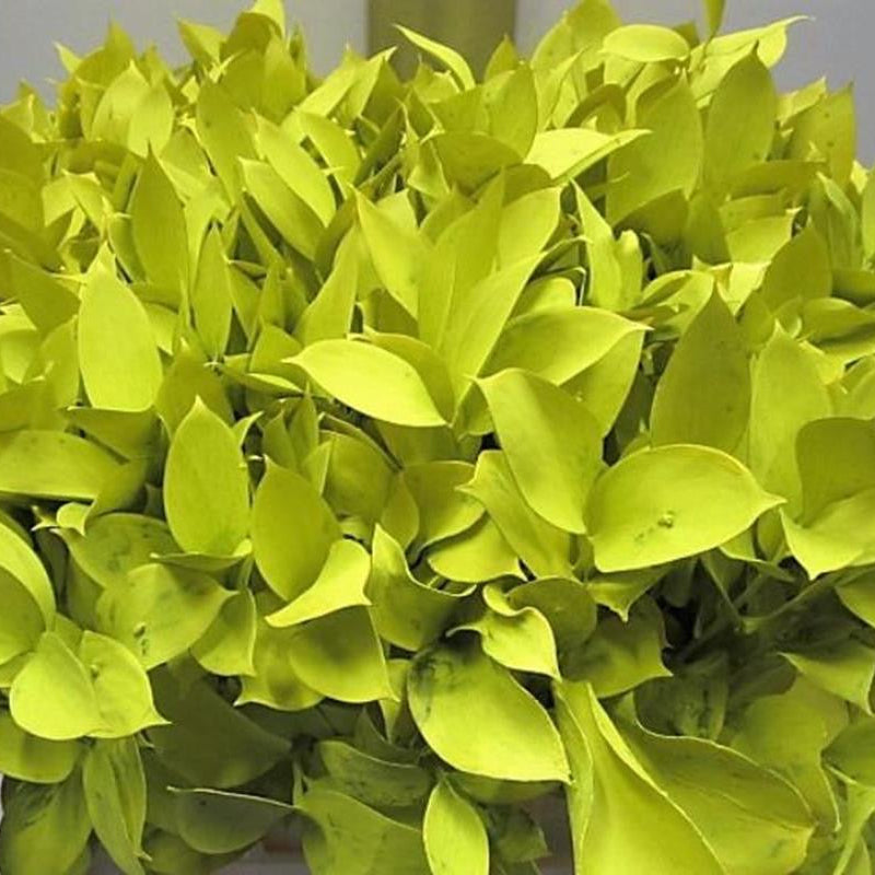 Ruscus 'Large Leaf' PAINTED (Various Colours)