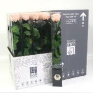 Rose (Single Stems) &#39;Preserved&#39; (DRY) 50cm (x1)