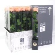 Rose (Single Stems) &#39;Preserved&#39; (DRY) 50cm (x1)