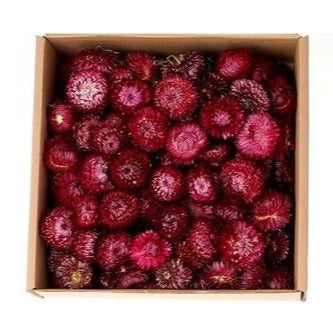 Helichrysum 'Flower Heads' (DRY) (Various Colours)