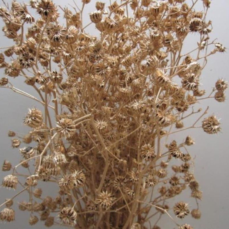 Abutilo 'Mallow' (Painted) (Various Colours)