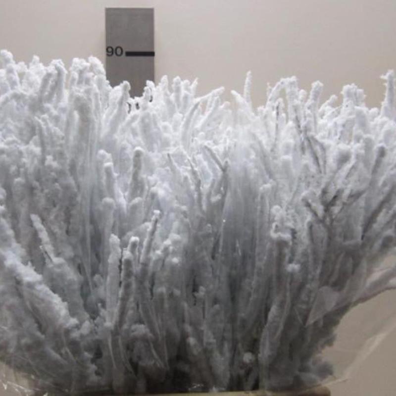 Bog Myrtle 'Snow' (Various Options)