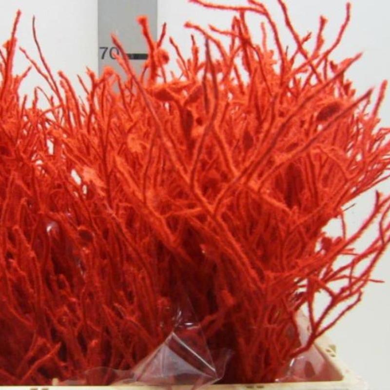 Bog Myrtle 'Red Snow' (Premium) (Bundle)